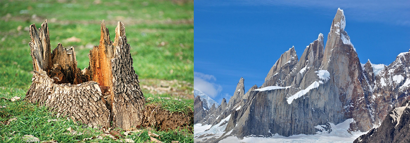 Image result for giant trees